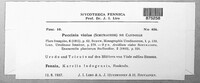Puccinia violae image